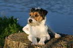 liegender Parson Russell Terrier