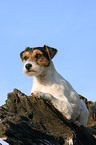 liegender Parson Russell Terrier