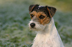 Parson Russell Terrier Portrait