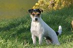 stehender Parson Russell Terrier