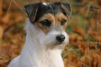 Parson Russell Terrier im Herbst