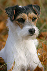 Parson Russell Terrier im Herbst