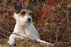 Parson Russell Terrier im Herbst