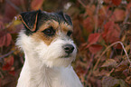 Parson Russell Terrier im Herbst