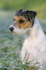 Parson Russell Terrier im Morgentau