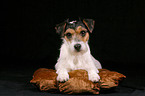 Parson Russell Terrier auf Kissen