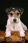 liegender Parson Russell Terrier