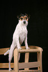 stehender Parson Russell Terrier