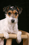 Parson Russell Terrier Portrait