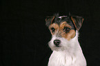 Parson Russell Terrier Portrait