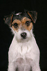 Parson Russell Terrier Portrait