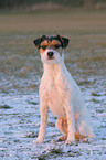 sitzender Parson Russell Terrier