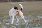 stehender Parson Russell Terrier