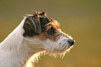 Parson Russell Terrier Portrait