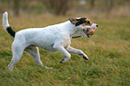 Parson Russell Terrier