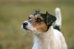 Parson Russell Terrier Portrait