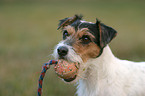 Parson Russell Terrier Portrait