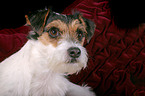 Parson Russell Terrier Portrait