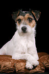 Parson Russell Terrier