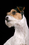 Parson Russell Terrier