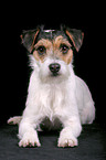 Parson Russell Terrier