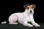 Parson Russell Terrier