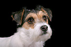 Parson Russell Terrier Portrait