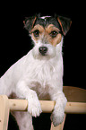 Parson Russell Terrier