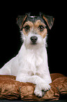 Parson Russell Terrier