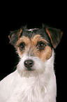 Parson Russell Terrier Portrait