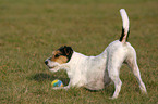 Parson Russell Terrier spielt mit Ball