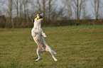 Parson Russell Terrier spielt mit Ball