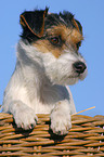 Parson Russell Terrier in Krbchen