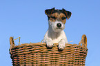 Parson Russell Terrier in Krbchen