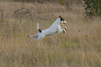 springender Parson Russell Terrier