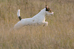 springender Parson Russell Terrier