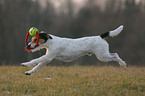 spielender Parson Russell Terrier