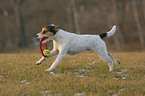 spielender Parson Russell Terrier