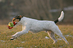 spielender Parson Russell Terrier