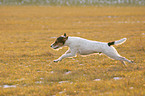 rennender Parson Russell Terrier