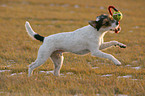 spielender Parson Russell Terrier