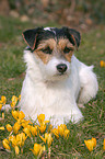 Parson Russell Terrier im Frhling