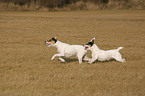 Parson Russell Terrier und Jack Russell Terrier