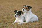 Parson Russell Terrier und Jack Russell Terrier