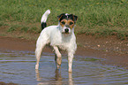 stehender Parson Russell Terrier