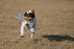 spielender Parson Russell Terrier