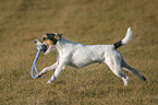 spielender Parson Russell Terrier