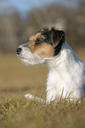 liegender Parson Russell Terrier