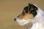 Parson Russell Terrier Portrait