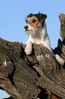 Parson Russell Terrier auf Baumwurzel